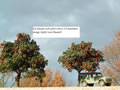 Apfelbaum von Jos Geurts: Hier nun die fertigen Apfelbume von Jos inklusive pfel von Woodland. 